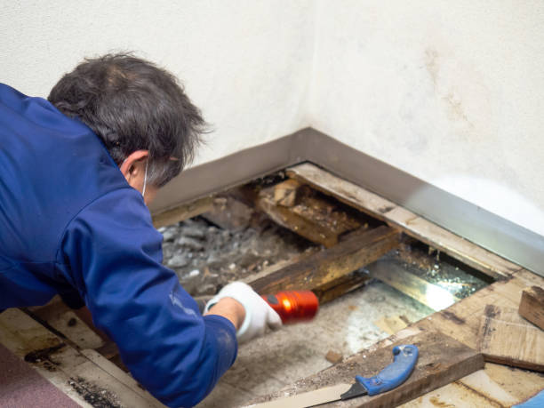 Best Attic Mold Removal  in Malvern, OH