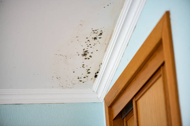 Best Commercial Mold Removal  in Malvern, OH