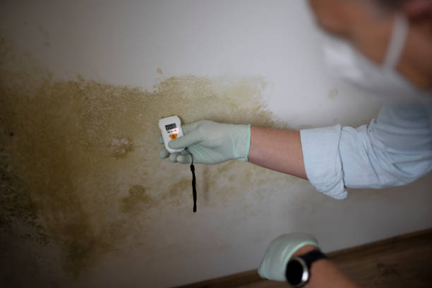 Best Toxic Mold Removal  in Malvern, OH