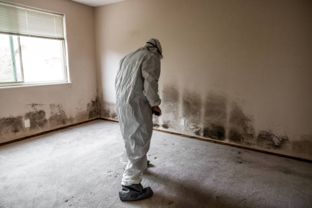 Best Fast Mold Removal  in Malvern, OH