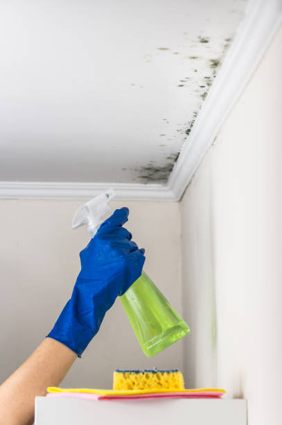 Mold Removal and Inspection in Malvern, OH